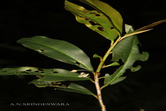 Ardisia pauciflora